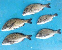 大丹生防波堤で良型チヌ5枚♪