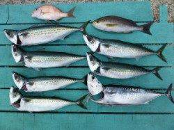 神谷一文字　カゴ釣りでゴマサバ6匹、他イサギなど