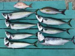 神谷一文字　カゴ釣りでゴマサバ6匹、他イサ…