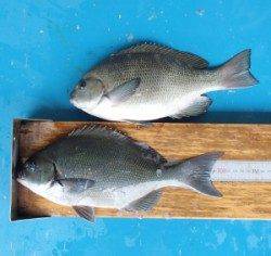 舞鶴田井　フカセでグレ〜30.6cm2匹