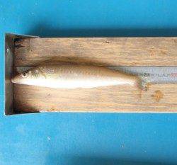 岡津　投げ釣りでキス〜25.8cm8匹