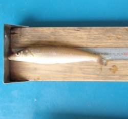 岡津　投げ釣りでキス〜25.8cm8匹