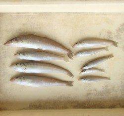 岡津　投げ釣りでキス〜25.8cm8匹