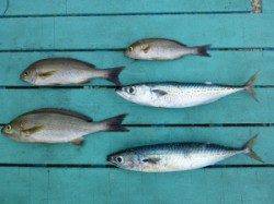 沖一文字外向きでカゴ釣り〜ゴマサバ・イサギ〜