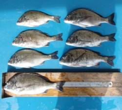 上佐波賀イカダでチヌ36.3cm頭に7匹！…