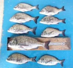 大丹生イカダでチヌ48.5㎝を頭に9匹