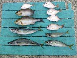 本日は沖一文字でイサギ、ゴマサバなどが釣れました