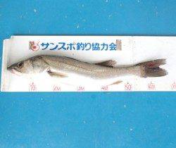 青戸　ルアーでシーバス66cm