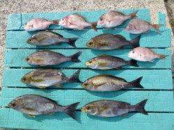 神谷沖一文字　カゴ釣りでイサギ＆チャリコ