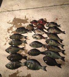 出雲崎の磯 半夜釣りのグレ尾長まじりで大漁です☆