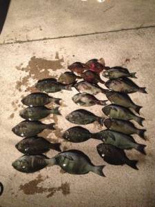 出雲崎の磯　半夜釣りのグレ尾長まじりで大漁…