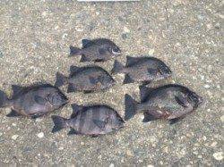 串本の磯　フカセでグレ・イサギ　底物釣りでサンバソウ・イシガキダイ