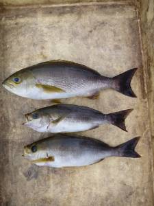 神谷沖一文字　カゴ釣りでイサギ1人3匹の釣…