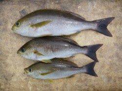 神谷沖一文字　カゴ釣りでイサギ1人3匹の釣果