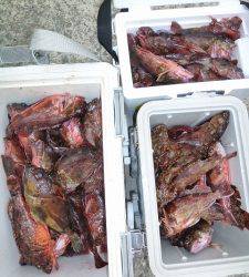 神谷沖一文字　穴釣りでガシラ120匹　3人の釣果