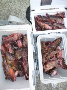 神谷沖一文字　穴釣りでガシラ120匹　3人…