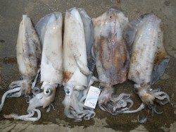 湯浅の磯　ヤエンでアオリイカ〜2.59kgの釣果