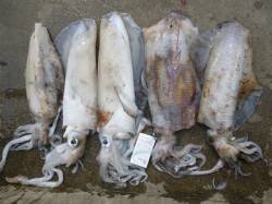 湯浅の磯　ヤエンでアオリイカ〜2.59kg…