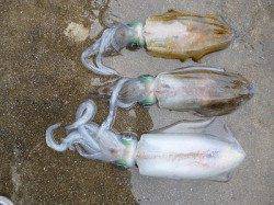 湯浅の磯　ヤエンでアオリイカ〜2.59kgの釣果