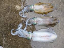 湯浅の磯　ウキ釣りでアオリイカ〜0.84k…