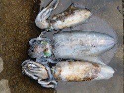 湯浅の磯　ヤエンでアオリイカ〜2.59kgの釣果