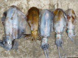 湯浅の磯　ヤエンでアオリイカ〜2.5kgの釣果