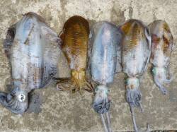 湯浅の磯　ヤエンでアオリイカ〜2.5kgの…