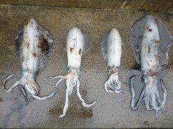 湯浅の磯　ヤエンでアオリイカ〜2.5kgの釣果