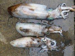湯浅の磯　エギングでアオリイカ〜1.06kgの釣果