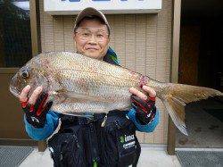 イワシカラーのミノーで、74cmの立派な真鯛！！