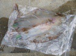 2日：湯浅の磯でのヤエン釣果☆