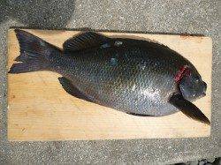 湯浅エリア、アキアミフカセでグレＧＥＴ♪