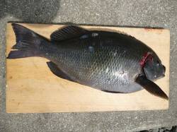 湯浅エリア、アキアミフカセでグレＧＥＴ♪