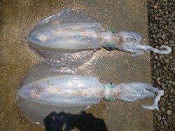 【春アオリ】湯浅の磯でヤエン釣り　↑2kg↑