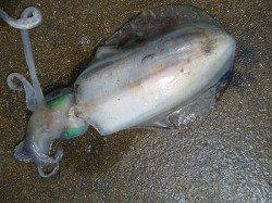 湯浅の磯ヤエン釣果　2kgアップをはじめ良く釣れています！