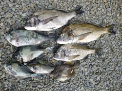 【5日】ボイルでの紀州釣り釣果　チヌ★グレ…