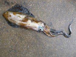 湯浅でエギング　ヒットカラーはブルー&グリーン系