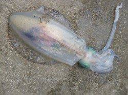 活けアジを使ってのウキ釣り　★アオリ27cm★