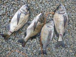 湯浅の磯での紀州釣り釣果　42cm頭に4枚