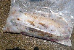 イカのウキ釣りも楽しめます♪　湯浅の磯での釣果