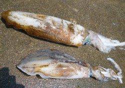 湯浅・広川、ヤエンでアオリイカ3杯！