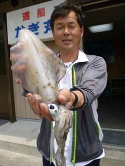 湯浅の磯　エギングでアオリイカ〜600g