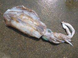 湯浅の磯　ウキ釣りでアオリイカ〜1.35kg