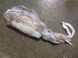 湯浅の磯　ウキ釣りでアオリイカ〜1.35k…