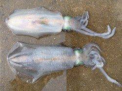 湯浅の磯　ウキ釣りでアオリイカ〜1.35kg