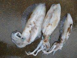 9日　湯浅の磯でのヤエンの釣果