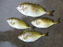 酒カスのフカセ釣りでアイゴ　湯浅の磯