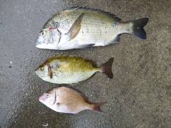 湯浅で紀州釣り　〜チヌ36cm&グ…