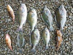 湯浅で紀州釣り　〜チヌ36cm&グレ〜