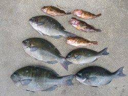 湯浅の磯でフカセ釣り　〜グレ〜